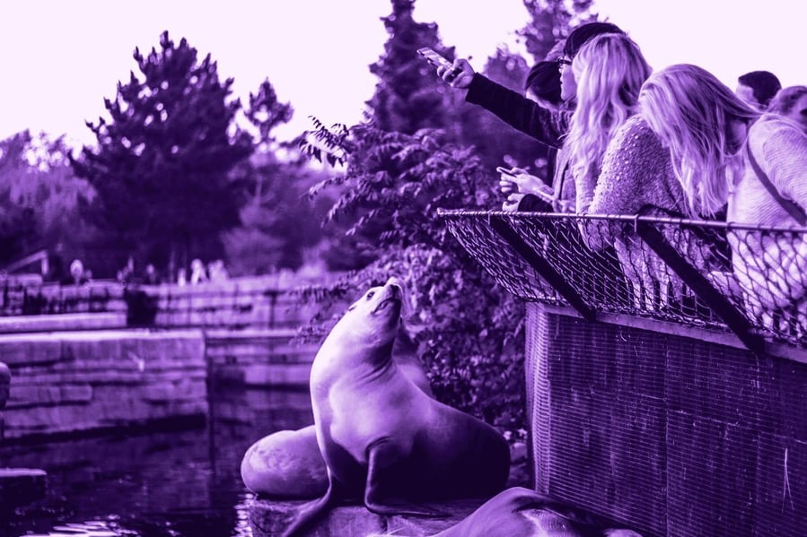 Visitors leaning over a rail to photograph a sea lion at a zoo